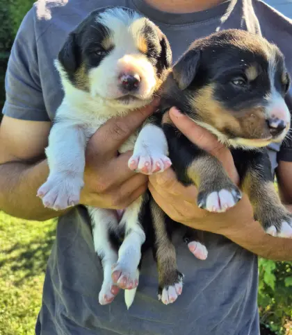 Border Collie, Appenzeller Welpen