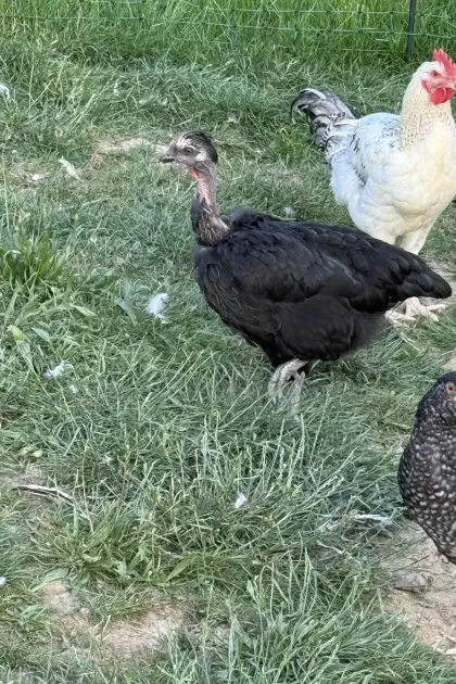 Rassemix-Hühner und -Hähne