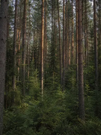 23.145 Hektar Forstvermögen, KP 345 EUR/ha