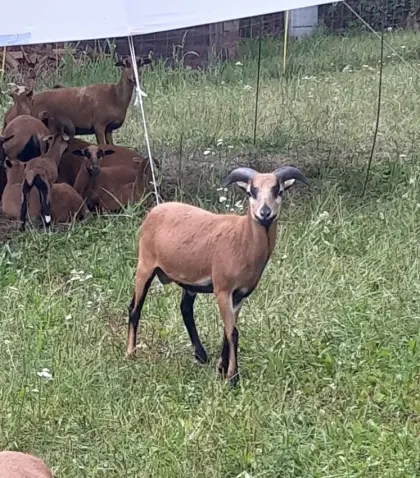 Kamerunschaf