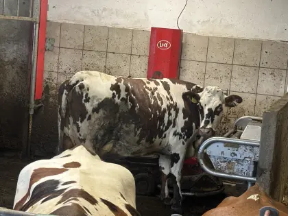 Normande Kreuzungskuh