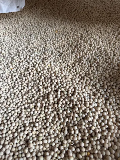 Wintererbse Bio 1,1