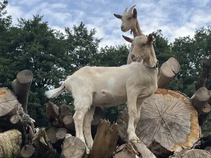 Hornloser Saaneziegenbock