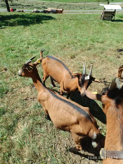 Ziegen