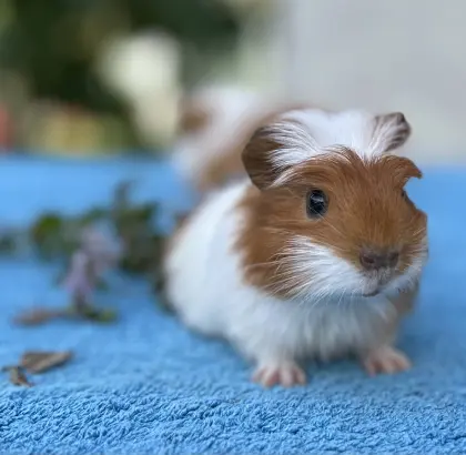 Meerschweinchen-Babys