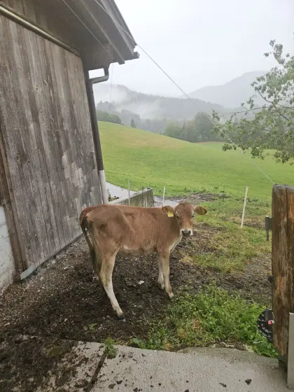 Bio-Jersey-Kalb