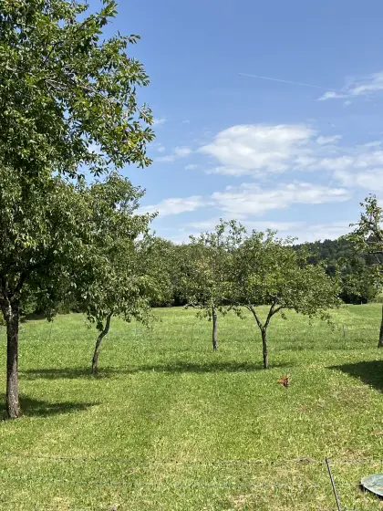 Bio-Wiese 1 ha zum selber mähen