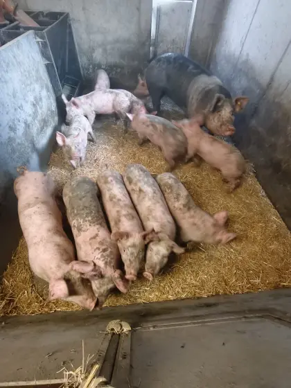 Bio-Schweine