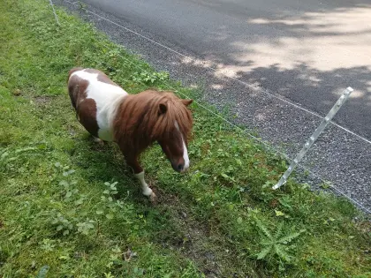 Verkaufe Minipony-Hengst