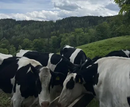 Kleinträchtige BIO-Holsteinkalbinnen zu verkaufen