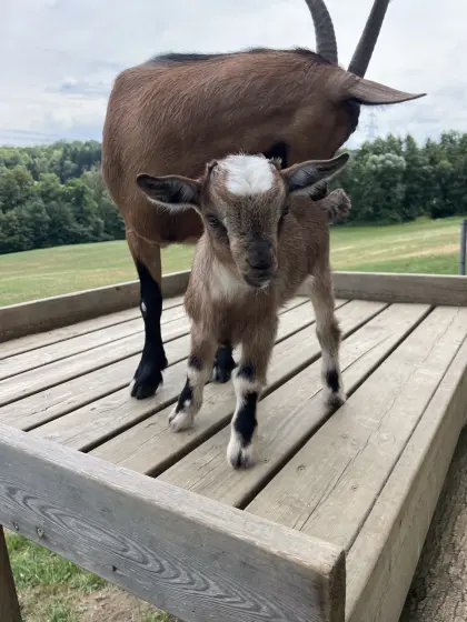 Zwergziegenbock