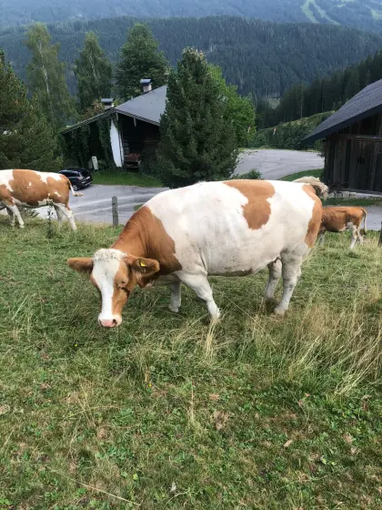 Verkaufe Bio-Fleckviehkalbinnen, trächtig