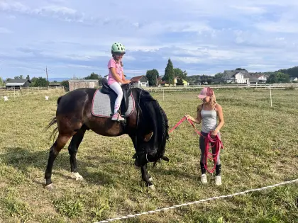 Suche Heu in der Steiermark/Kärnten/Burgenland