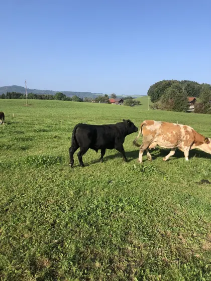 Verkaufe Mutterkühe