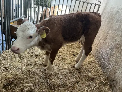 Fleckvieh x Hereford Kalb