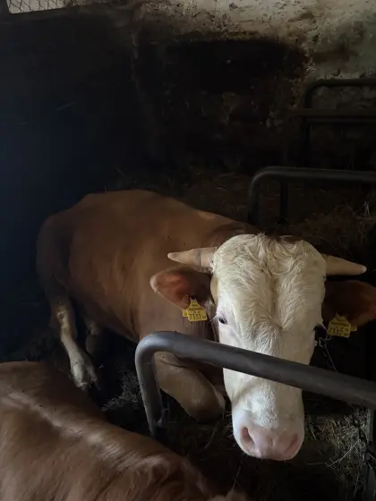 Stier