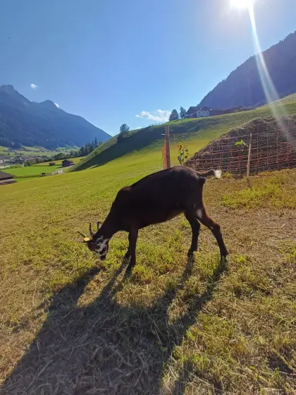 Tauernschecken-Kitz