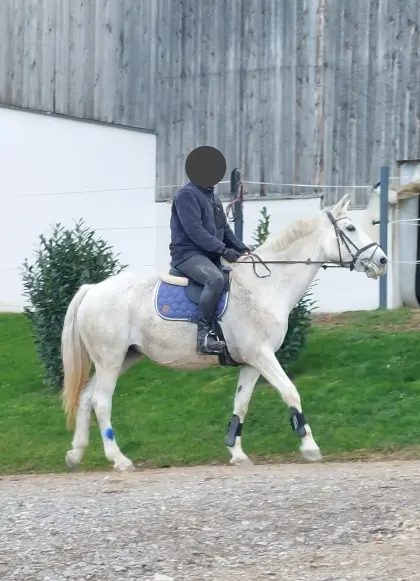 Irische Warmblutstute (18), Schulpferd