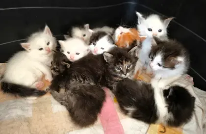 Wunderschöne Maine-Coon-Mix-Babys