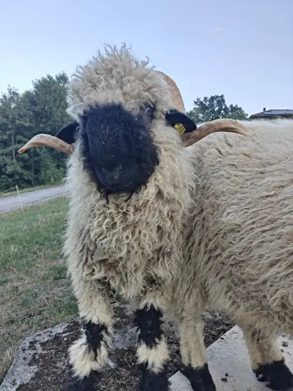 Walliser Schwarznasen Schwarznasenschafe Widder