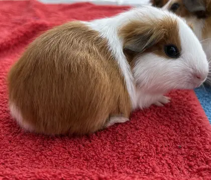 Meerschweinchen-Babys