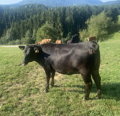 Wagyu-Angus Kalbin F1