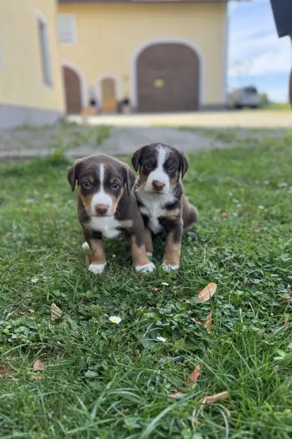 Appenzeller Sennenhund-Welpen Havanna Braun