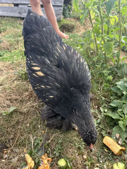 Brahma-Henne