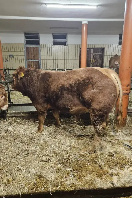 Hornlose Limousin-Tiere