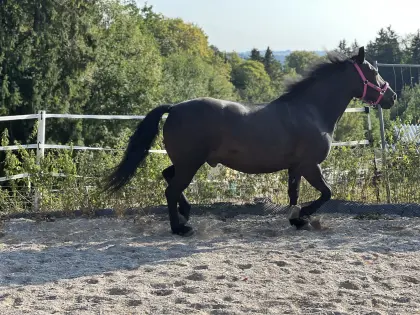Verkaufe Paint Horse WB Wallach