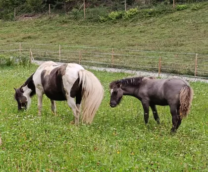 Islandpferd Mausfalb Hengstfohlen