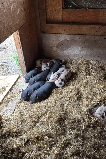 Mini-Hängebauchschweine