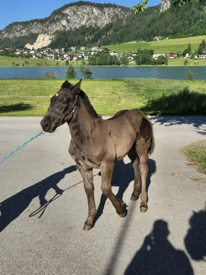 Noriker Hengstfohlen sucht Zuhause