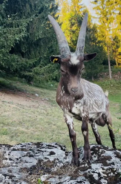 Verkaufe 5 Monate alten Fiorina-Aosta-Bock