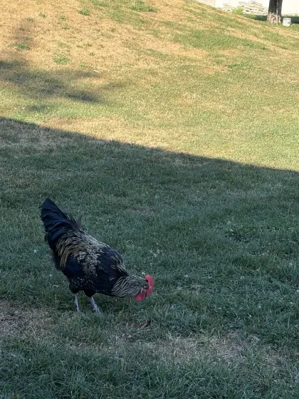 Schwarz, Kupfer, Marans Hahn