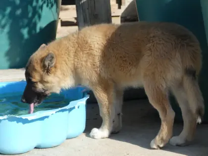Welpen, Sandros Leisha Dog-Welpen (Wolfsschäferhund)