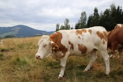 Trächtige Bio-Kalbin