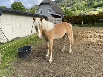 Haflingerhengst