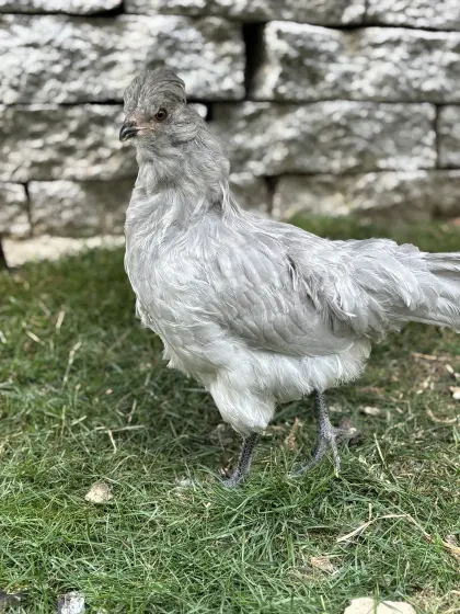 Lavender Araucana Paar