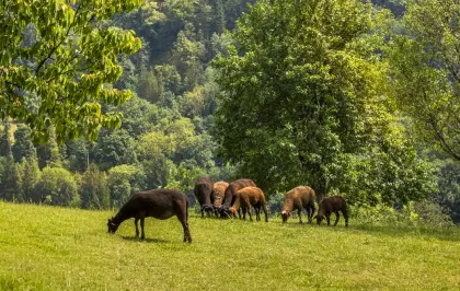 Jura (Jung)schafe und/oder Lämmer zum Fertigzüchten