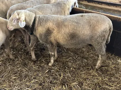 Merinowidder