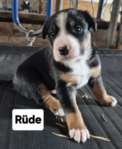 Appenzeller, Border Collie