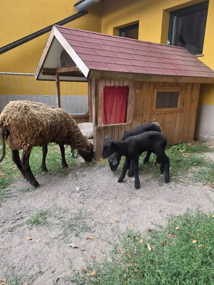 Jura-Mutterschaf mit 2 Lämmern