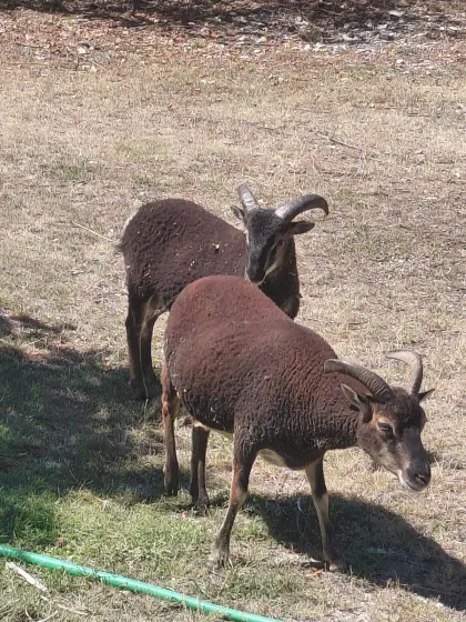 Soayschaf, 2 Widder, im Mai geboren