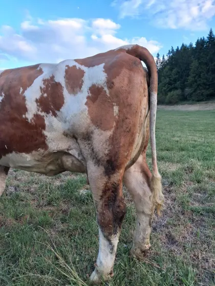 Verkaufe Flecken-Kalbin, Bio, in Milch