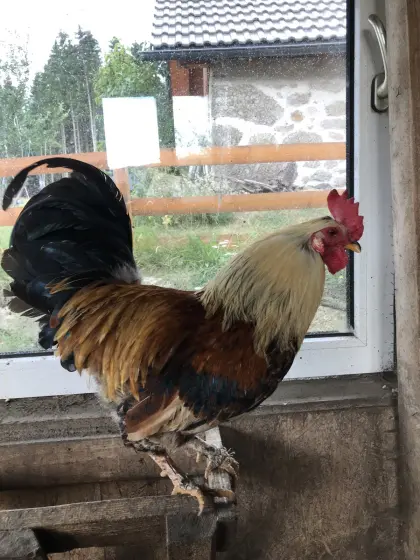 Hähne zu verkaufen