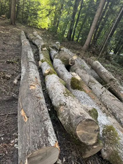 Eschenholz