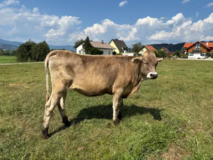 Mehrere BV, HF, BVxHF Kalbinnen zu verkaufen