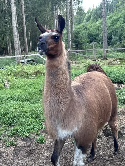 Lama-Hengst