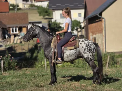 Appaloosa-Wallach